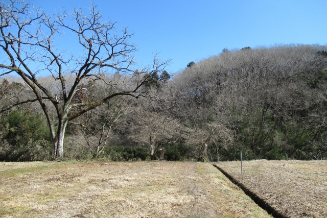 放置された農地