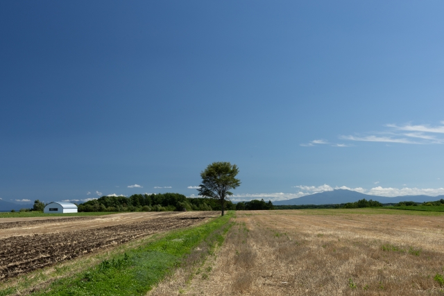 放置された農地
